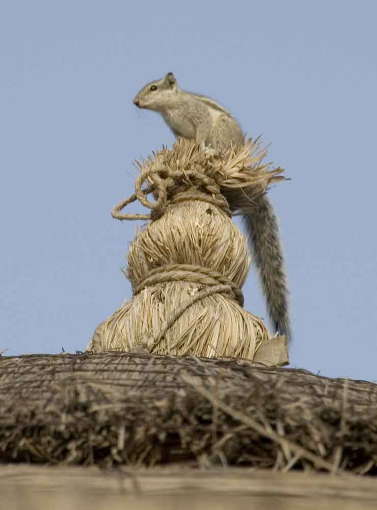 Ardilla - India 2.jpg